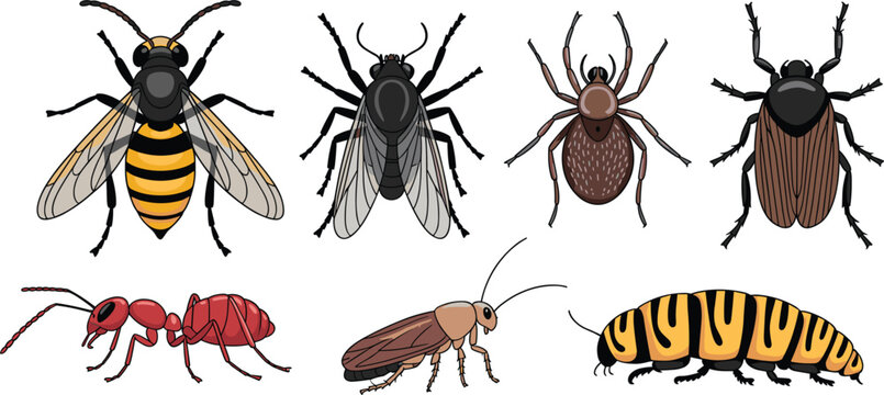 Cartoon insects and bugs collection vector illustration, isolated wild creepy pests set on white background