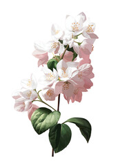 Naklejka premium Blooming White Jasmine Flowers, Nature Illustration, Botanical Art, Elegant Design