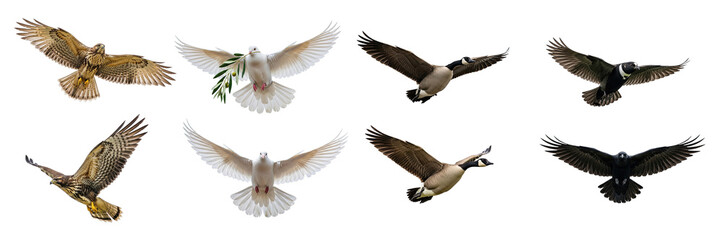 Obraz premium A collection of birds in flight is displayed against a transparent background. The birds include a hawk, a dove, a goose, and a raven.