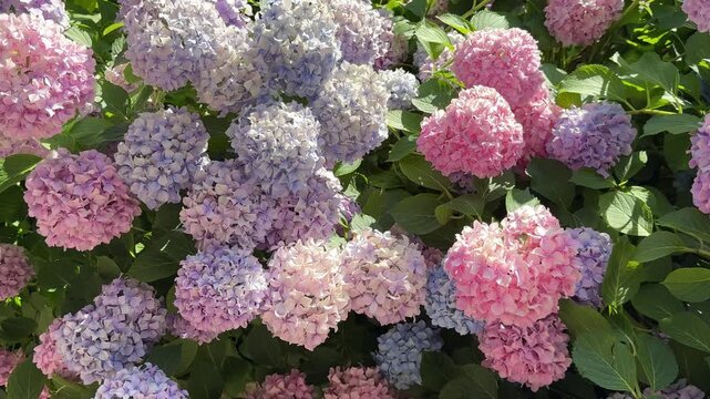 Hydrangea flowers blue purple pink hortensia blooms mophead hydrangeas in garden.