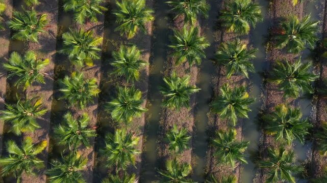 Lush row of young coconut palms creates serene tropical imagery for wellness concepts within dark plantation setting, showcasing dense palm foliage and evoking relaxation, nature, and peaceful environ