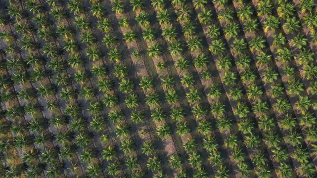 Meticulously ordered coconut palms stretch across dark plantation landscape featuring numerous rows of tall trees, ideal for tropical travel and resort imagery promotion.
