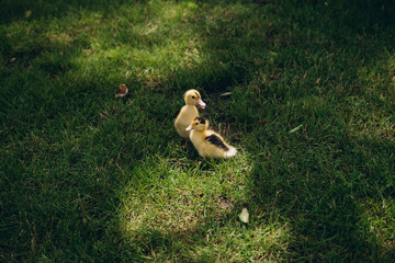 Obraz premium A cute duckling explores a grassy field on a sunny spring day.
