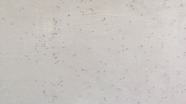 A close-up video showing many small ants moving across a wall while carrying their eggs