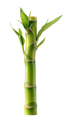 Fototapeta premium Bamboo plant with green leaves grows in natural environment outdoors