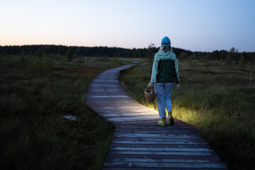 Fototapeta premium Woman forager walks through peat bog at wooden path at dusk, lighting her way with headlamp on head, returning from autumn wetland with basket full of mushrooms back view. Foraging wild food. 