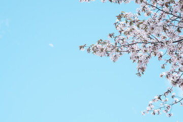 青空と淡い月を背景に咲き誇る満開の桜の枝先 © yao-mi93