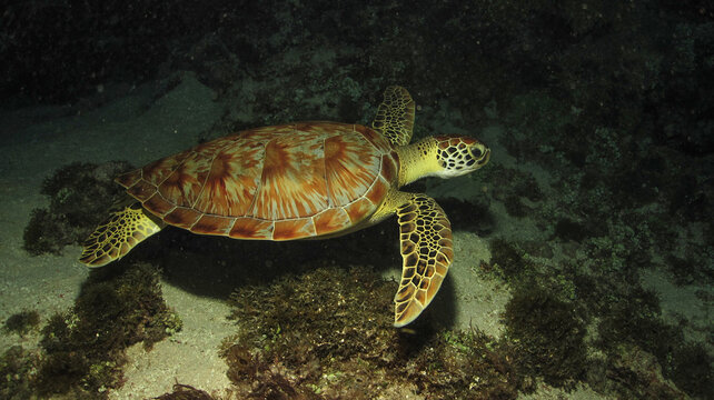 Tortuga marina de carey