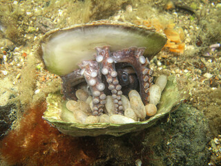 Pulpo con huevos © Sergio