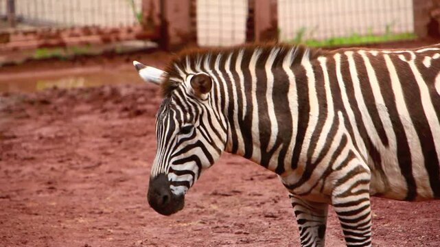 シマウマ