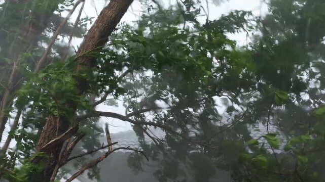 Heavy rain season look like hurricane or tornado falling on loop house trees leaves blowing.