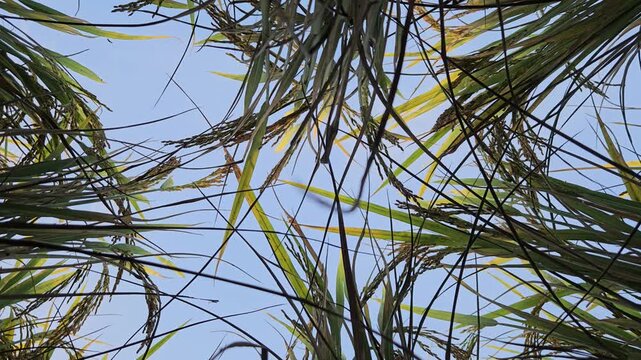 Low-angle view from beneath a ripening rice crop Oryza sativa looking upward through green leaves and golden panicles against clear blue sky. Unique perspective highlights the beauty of rice plants