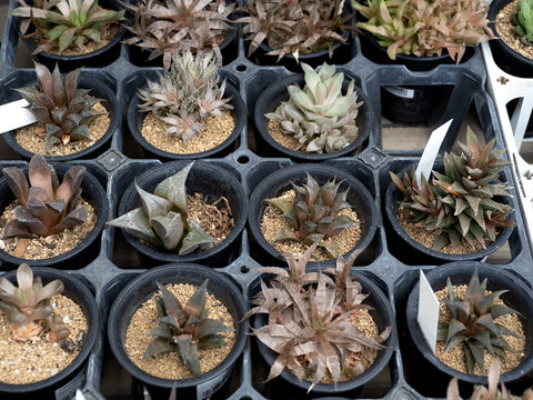 ハオルシアの多肉植物