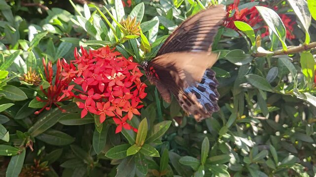 Blue Mormon Butterfly Papilio polymnestor feeding on vibrant Ixora flowers in tropical garden. Butterfly's striking black, cream, and iridescent blue wing patterns are beautiful