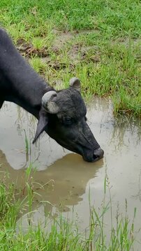 High angle vertical close up of a black water buffalo drinking muddy water from a puddle in a grassy field