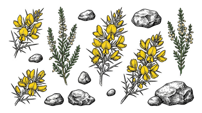 Blooming yellow gorse wildflowers and lush green heather vegetation featuring rugged weathered stones, capturing a wild highland landscape with colorful botanical growth and natural pebble textures.