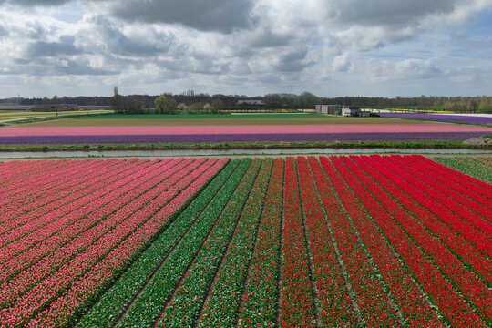 Aerial view of red tulip and pink hyacinth field rows with greenhouses and farms in the Bollenstreek near Keukenhof, Netherlands