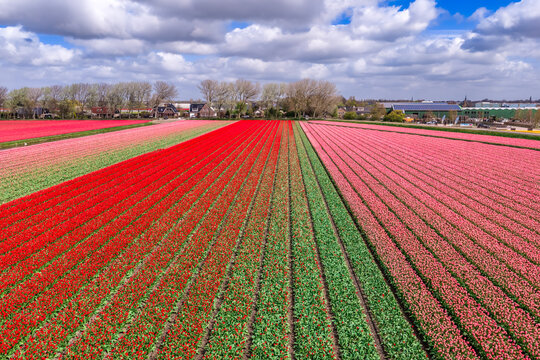 Aerial view of red and pink tulip field rows in dramatic perspective with farmhouses in the Bollenstreek near Keukenhof, Netherlands