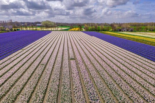 Aerial perspective of pale pink hyacinth rows with deep purple hyacinth stripe in the Bollenstreek bulb region near Keukenhof, Netherlands