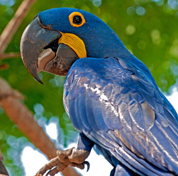Arara