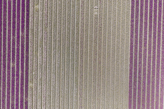 Abstract top-down aerial of purple and white hyacinth field stripes in the Bollenstreek bulb region near Keukenhof, Netherlands