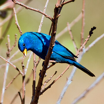 Passaros do Cerrado. Porphyrospiza caerulescens, Campainha-azul. Foto de Sergio Amaral.