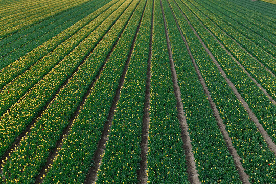Top-down aerial of yellow daffodil rows in green field stripes in the Bollenstreek bulb region near Keukenhof, Netherlands