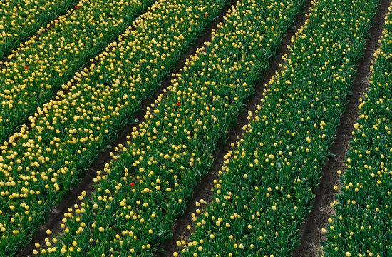 Close diagonal aerial of yellow tulip rows with red tulip accents in the Bollenstreek bulb region near Keukenhof, Netherlands