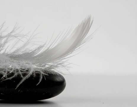 single white feather balanced on a black stone against a clean white background representing harmony, precision and balance.