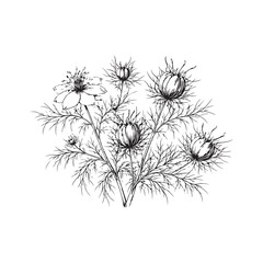 Obraz premium Black nigella damascena flower hand drawn botanical sketch illustration