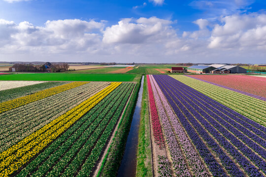 Aerial perspective of yellow daffodils purple hyacinths and tulips with drainage canal in the Bollenstreek near Keukenhof, Netherlands
