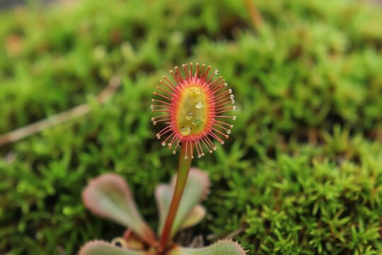 Round-leaved sundew plant grows in wet moss. Tiny water drops stick to its red tentacle edges. This insectivorous flora has a yellowish center and green leaves at its base.