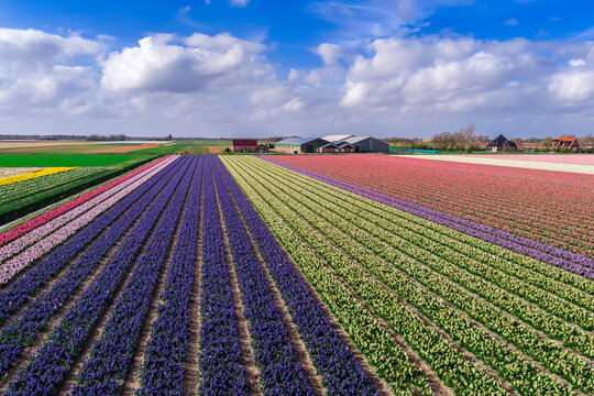 Oblique aerial of deep purple hyacinths and pink red tulip rows with farmhouses in the Bollenstreek near Keukenhof, Netherlands