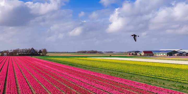 Wide panoramic aerial of pink hyacinth tulip yellow and red bulb fields with a bird in flight in the Bollenstreek near Keukenhof, Netherlands