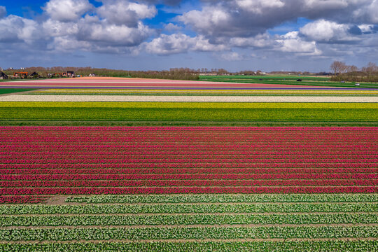 Aerial of horizontal stripe Bollenstreek bulb fields in red pink white green and yellow near Keukenhof, Netherlands