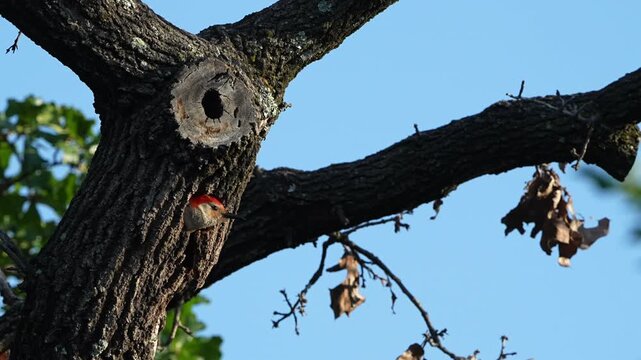 Cute woodpecker curious check out outside on tree hole nest and finally decides not fly out