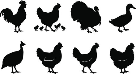Farm poultry birds silhouette icon set featuring rooster hen chicks turkey duck and guinea fowl on white background © MstRehna