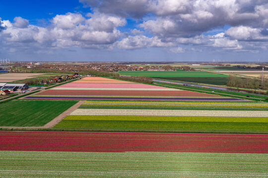 Wide panoramic aerial of Bollenstreek bulb fields with village wind turbines and Dutch farmland near Keukenhof, Netherlands