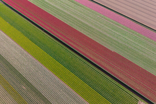 Top-down diagonal aerial of multicolor tulip and hyacinth field stripes near Keukenhof, Netherlands