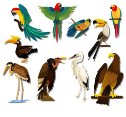 Obraz premium Detailed cartoon vector illustration set of global birds featuring colorful parrots, toucan, hornbill, vulture, crane, and eagle.