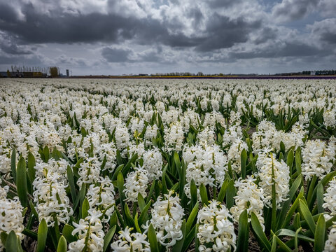 White hyacinth field under dramatic cloudy sky in the Bollenstreek bulb region near Keukenhof, South Holland, Netherlands