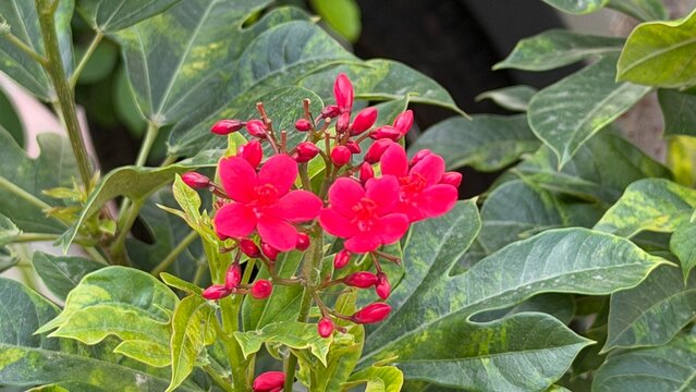 Jatropha integerrima plant