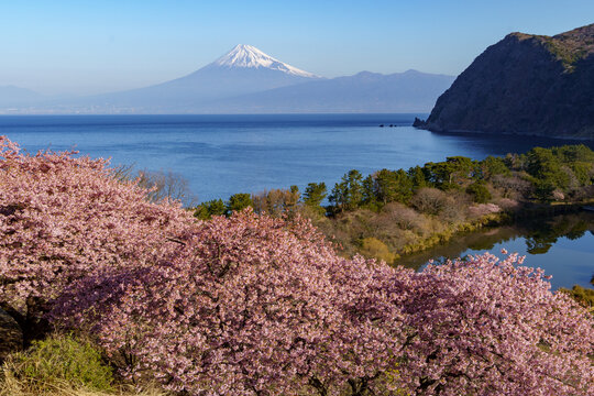 Spectacular panoramic view of Mount Fuji and Myojin Pond visible behind blooming pink Kawazu cherry blossoms in Ita, Nishi-Izu, Shizuoka, Japan.