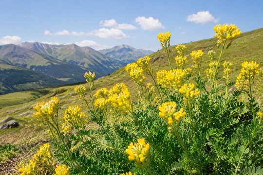 Yellow astragalus flowers sway on a sunny hillside, captured in a gentle breeze.
