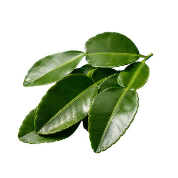 Organic arrangement of fresh kaffir lime leaves showcasing their vibrant green color and unique texture in a natural setting