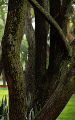 Fototapeta premium Troncos verdes.