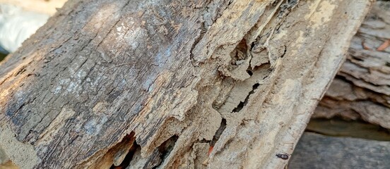 Fototapeta premium close up photography of the inner texture of dry rotten wood eaten by termites and insect houses in the forest. flakes holes texture in brown wood and black wood skin