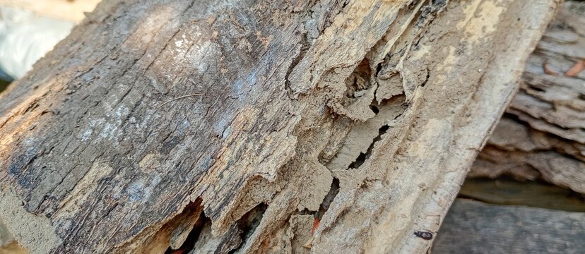 close up photography of the inner texture of dry  rotten wood eaten by termites and insect houses in the forest. flakes  holes texture in brown wood and black wood skin