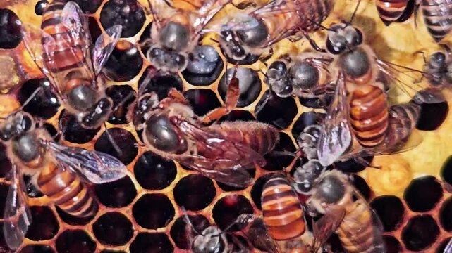 Indian Honey Bee Queen Apis cerana indica surrounded by worker bees on a natural honeycomb. Queen's elongated abdomen, active worker bees, and hexagonal wax cells inside a thriving bee colony.