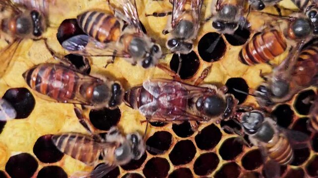 Indian Honey Bee Queen Apis cerana indica surrounded by worker bees on a natural honeycomb. Queen's elongated abdomen, active worker bees, and hexagonal wax cells inside a thriving bee colony.
